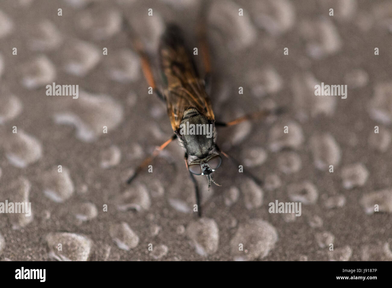 brown insect Stock Photo