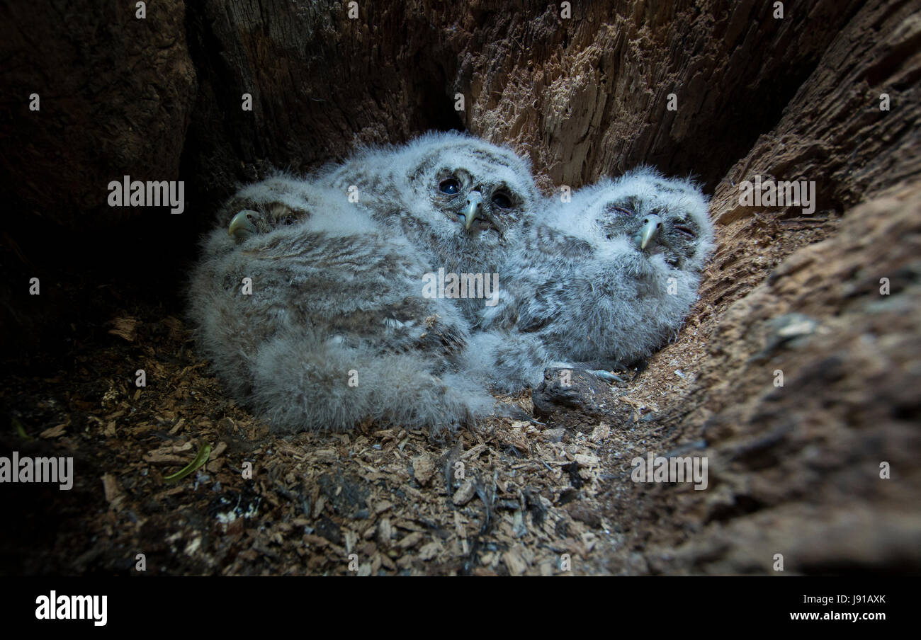 Tawny owlets Stock Photo