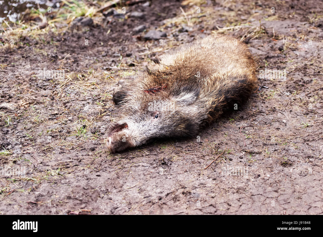 Killed wild boar at autumn forest, Latvia Stock Photo
