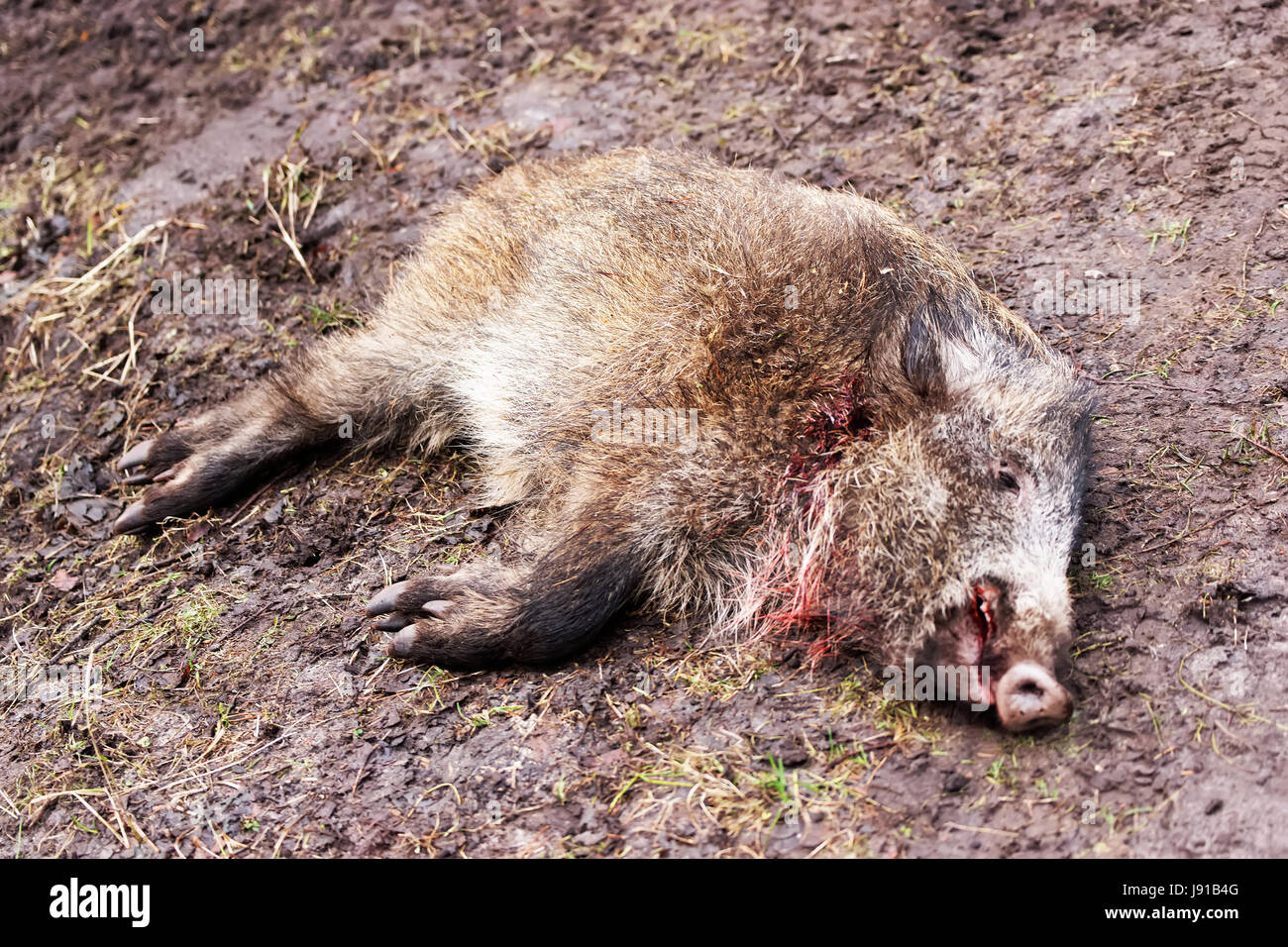 Killed wild boar in autumn forest, Latvia Stock Photo