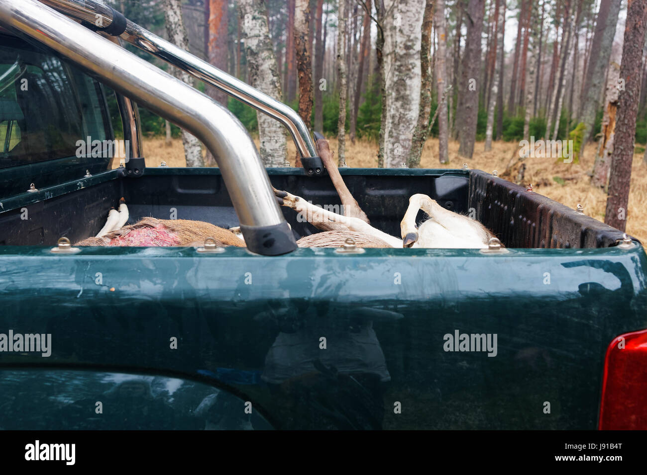 Killed wild deer in a pickup box at autumn forest, Latvia Stock Photo