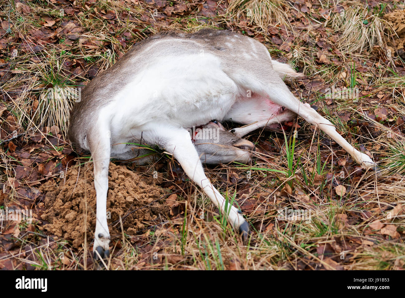 Killed wild deer in autumn forest, Latvia Stock Photo
