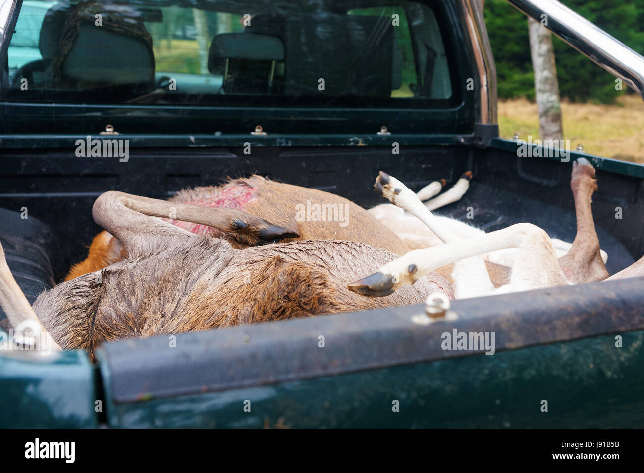 Killed wild deer in a pickup box in autumn forest, Latvia Stock Photo