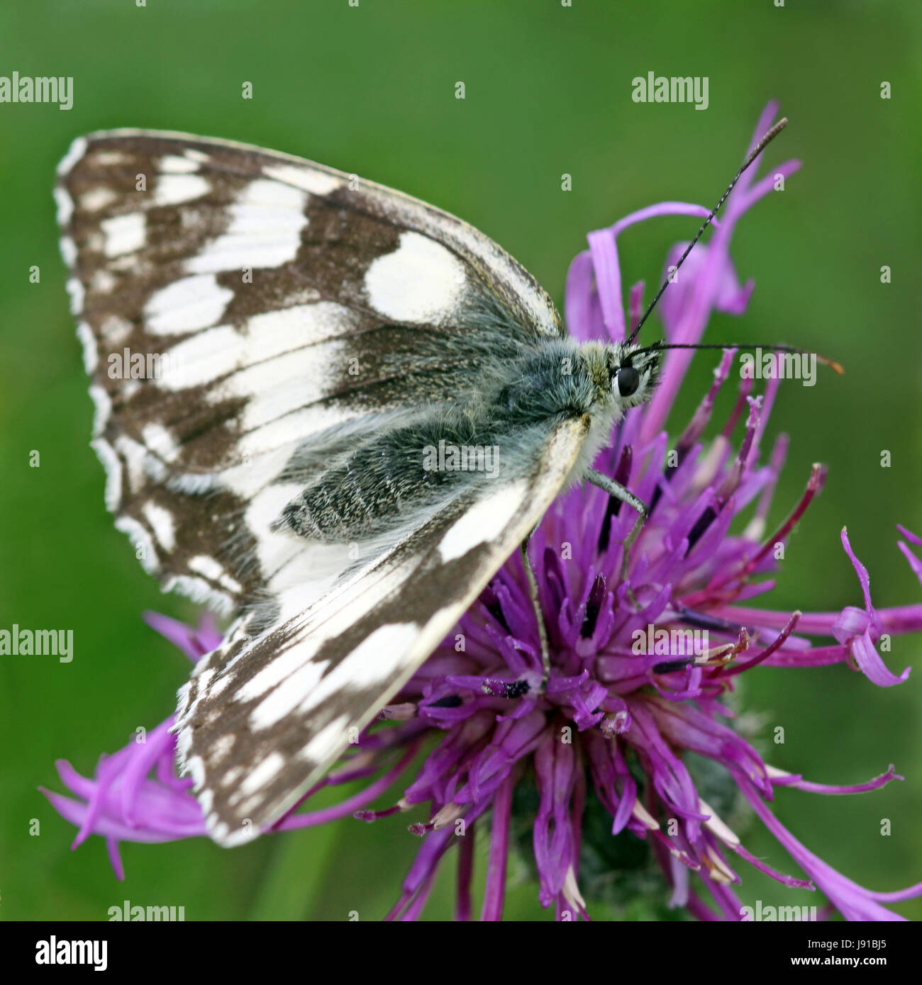 schachbrettfalter [melanargia galathea] Stock Photo