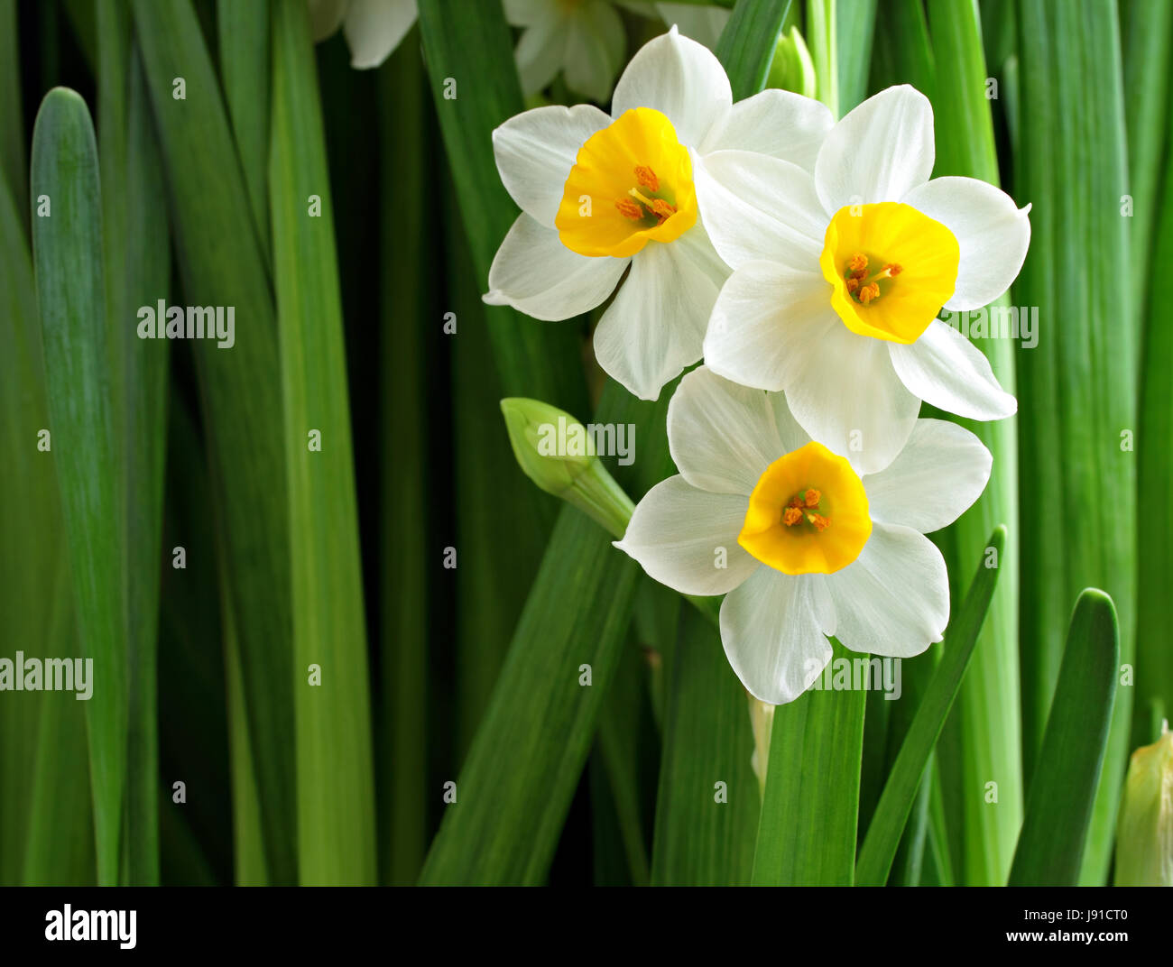 leaf, garden, space, flower, plant, wild, new, lily, easter, spring, china, Stock Photo