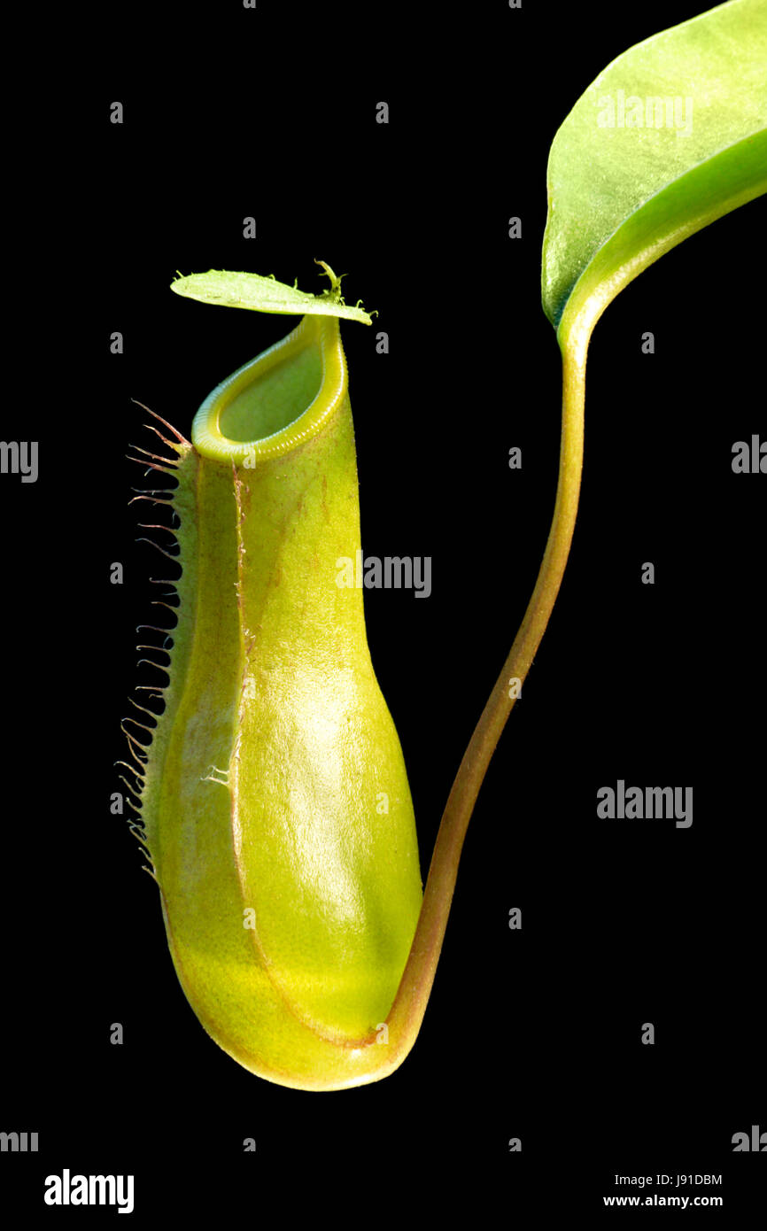 carnivorous plant detail Stock Photo