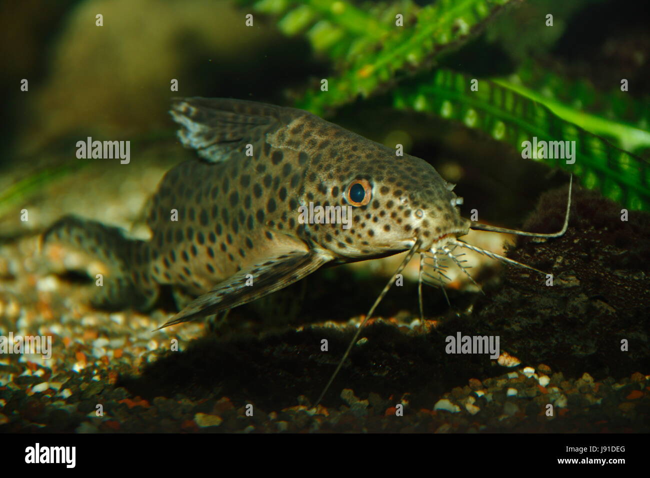 fish, underwater, spotted, catfish, swimming, swiming, swim, swims, to