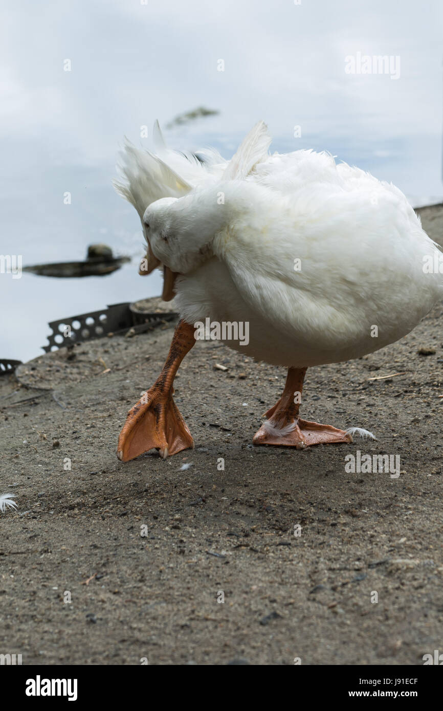 Mad Duck Stock Photo