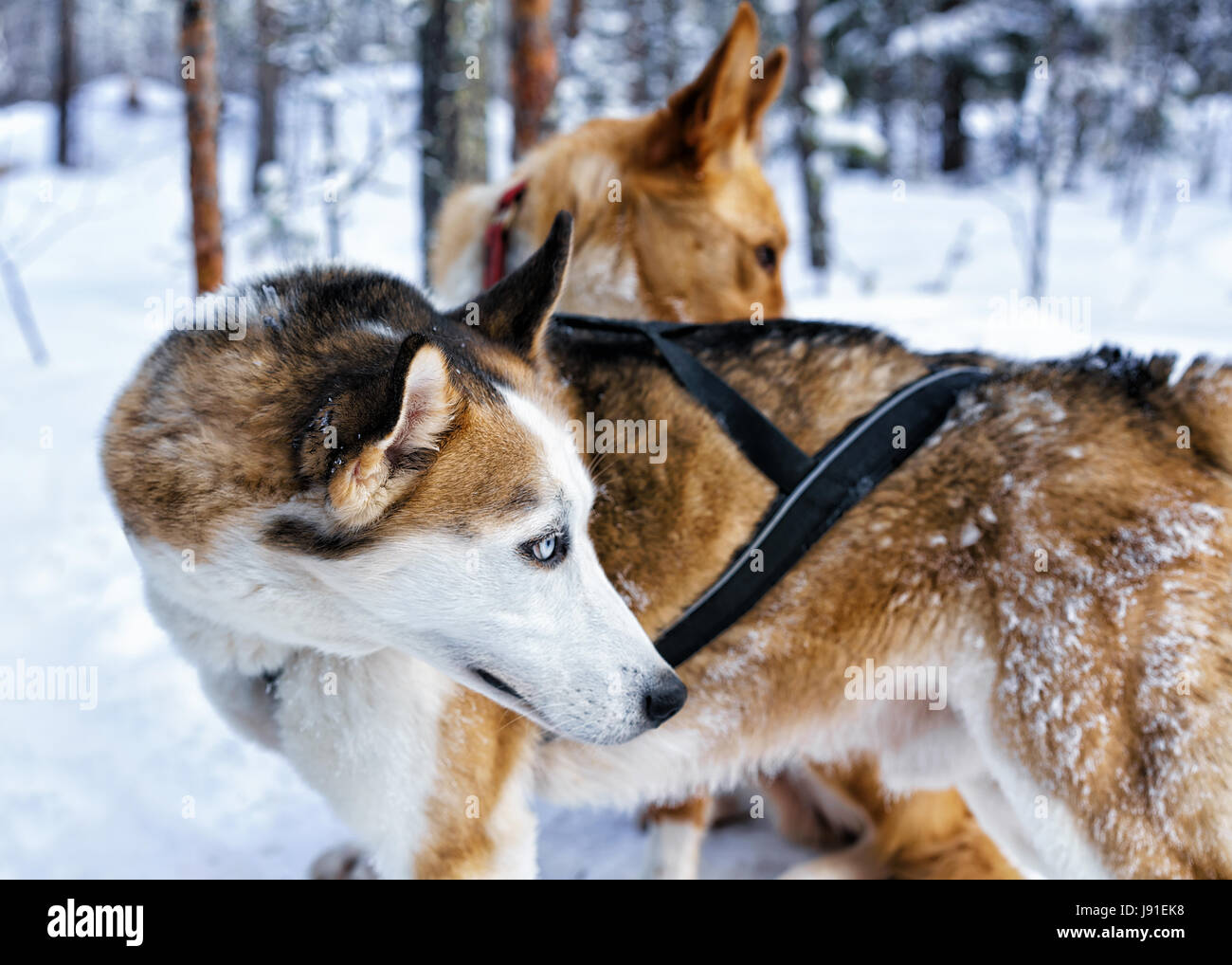 Husky dogs in sled in Rovaniemi, Finnish Lapland Stock Photo - Alamy