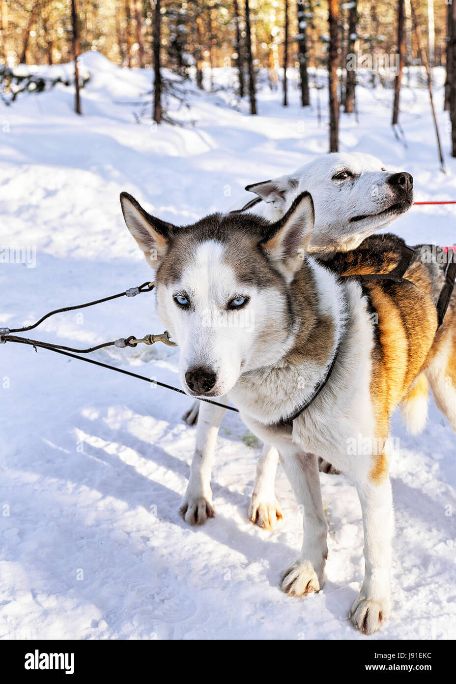 Husky dogs in sleigh in Rovaniemi, Lapland, Finland Stock Photo - Alamy