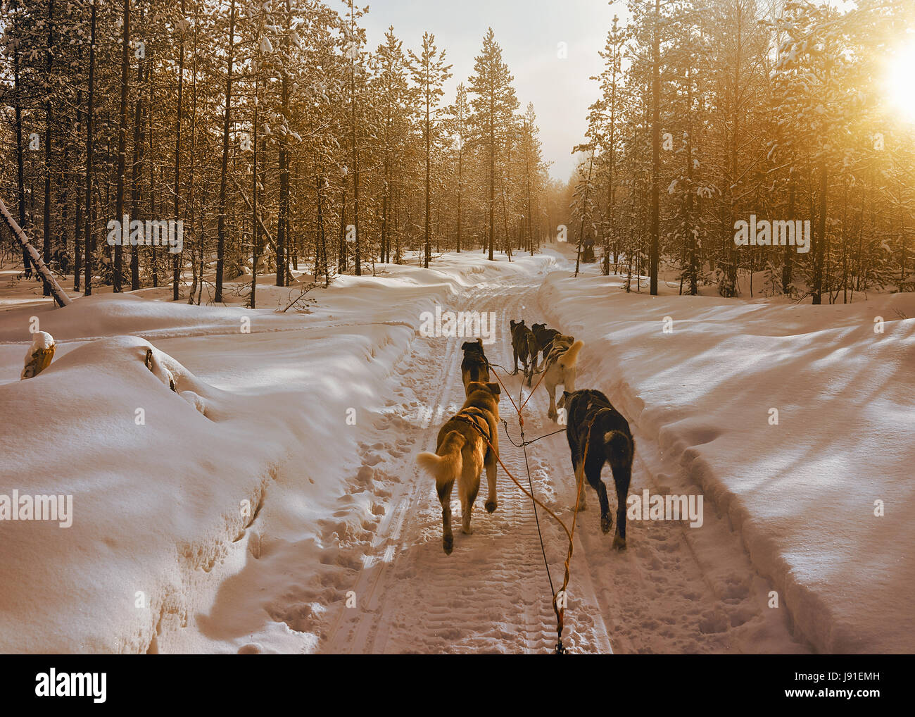 Husky dogs sled in Rovaniemi, Lapland, Finland Stock Photo - Alamy