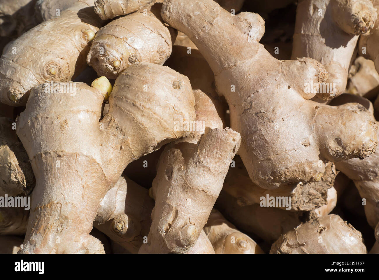Ginger - Close Up Stock Photo