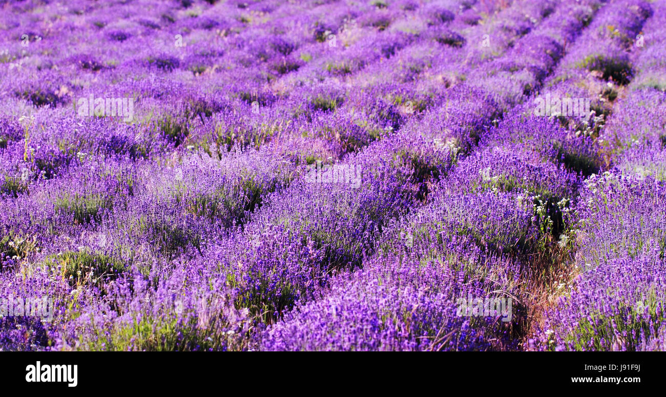 flower, plant, agriculture, farming, field, harvest, purple, violet