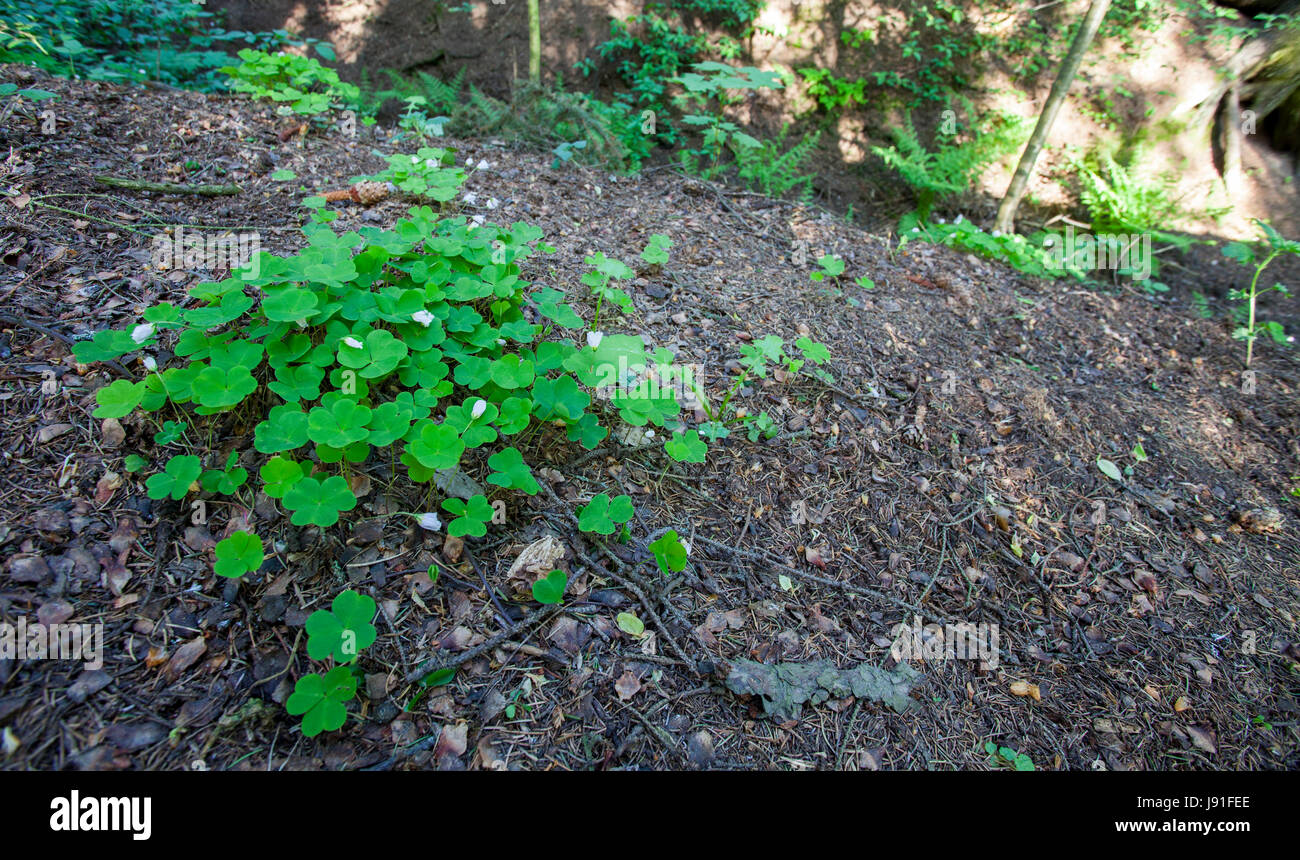 Wood sorrel growth (Oxalis acetosella) Stock Photo