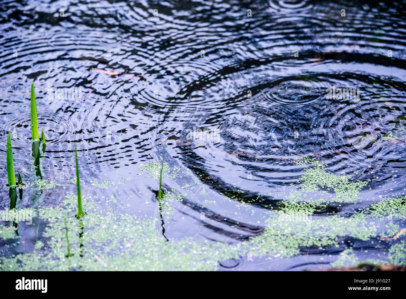 ripples from raindrops falling on pond Stock Photo