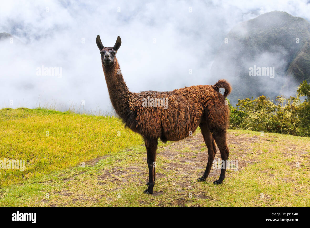 Machu Picchu, Peru. The llama at the UNESCO World Heritage Site. Stock Photo