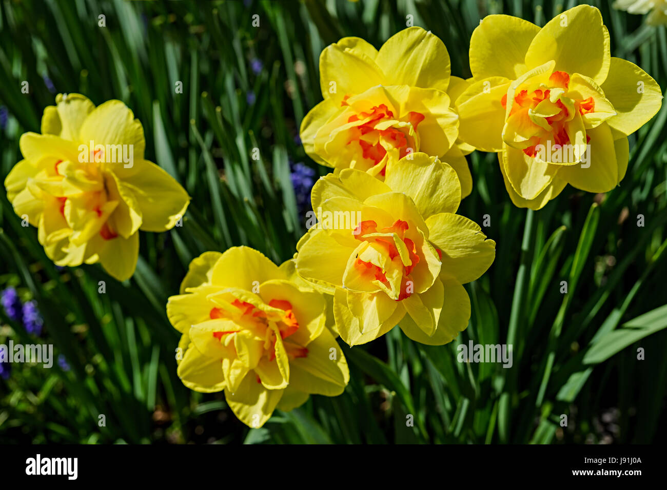 Double daffodils in the home garden. Stock Photo