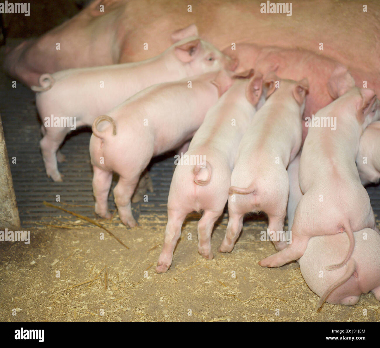 food, aliment, animal, milk, tail, mother, mom, ma, mommy, farm, young  animal Stock Photo - Alamy
