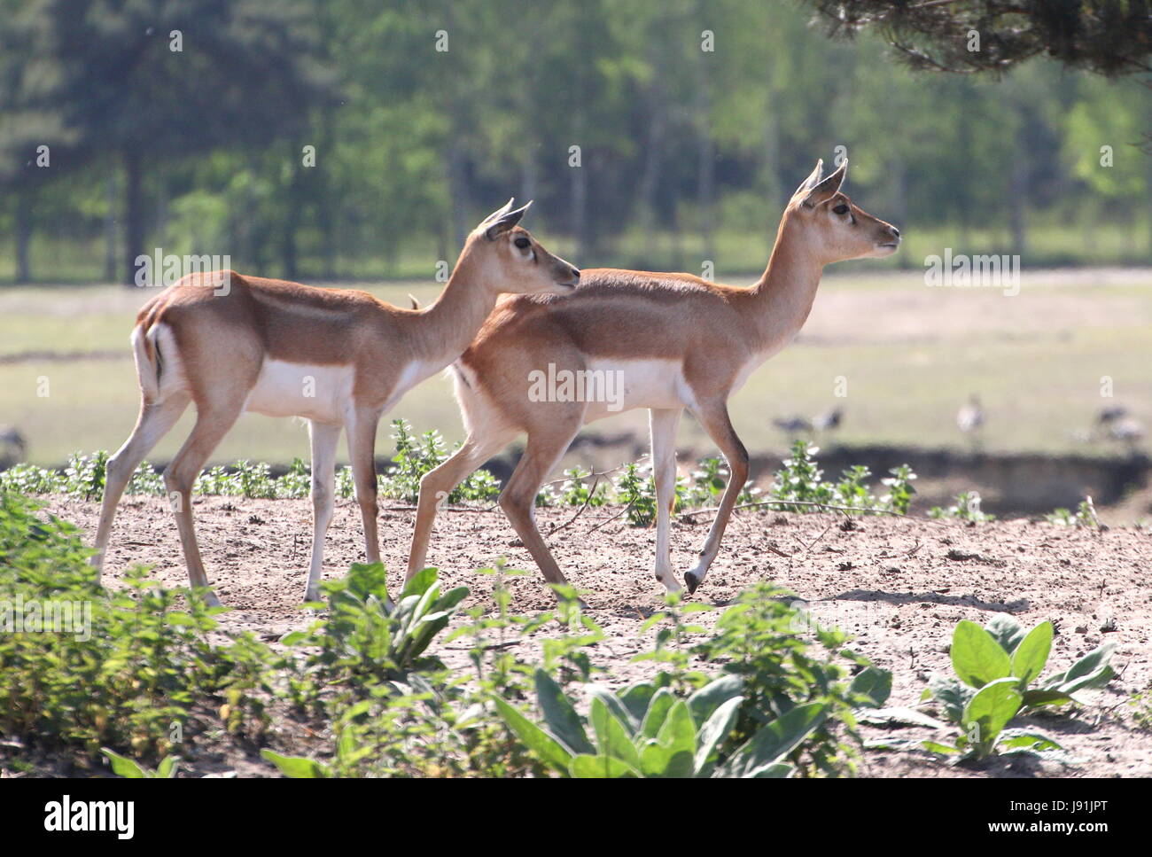 Female Indian Blackbuck antelopes (Antilope cervicapra). Stock Photo