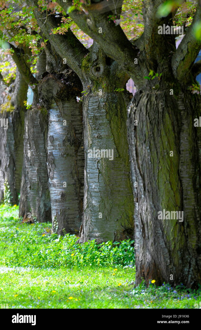 tree, trees, plant, wood, trunk, branches, spring, branch, outdoor, bark, Stock Photo