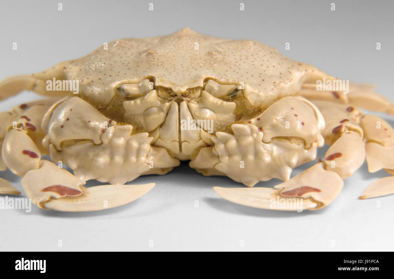 frontal shot of a moon crab Stock Photo