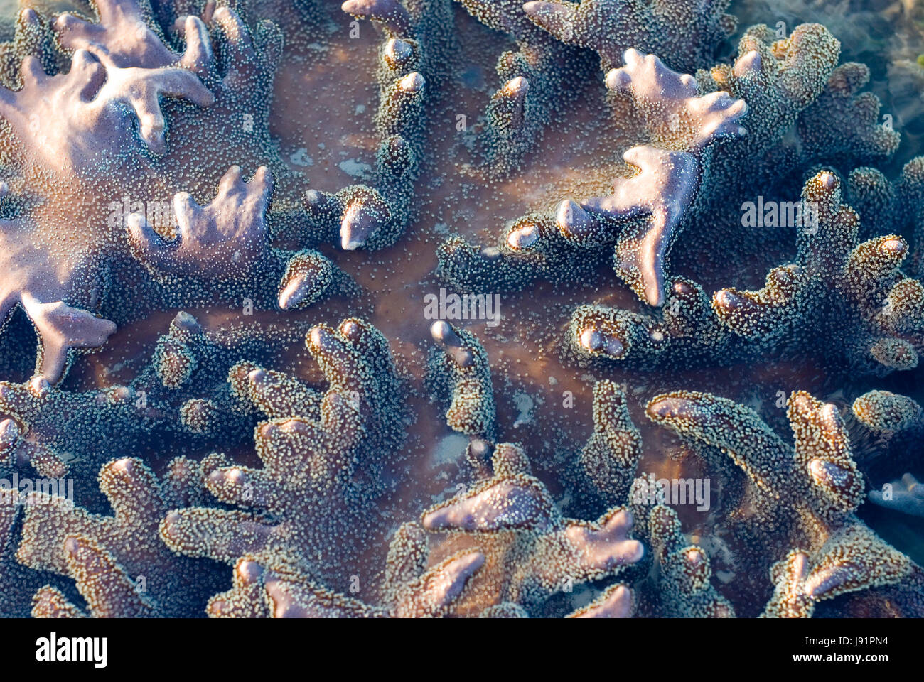 reef, corals, nature, coral, animal, purple, low tide, tides, tide, navy, Stock Photo
