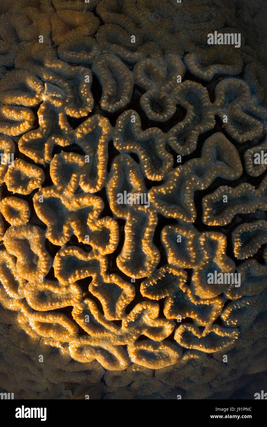 reef, corals, nature, coral, macro, close-up, macro admission, close up view, Stock Photo