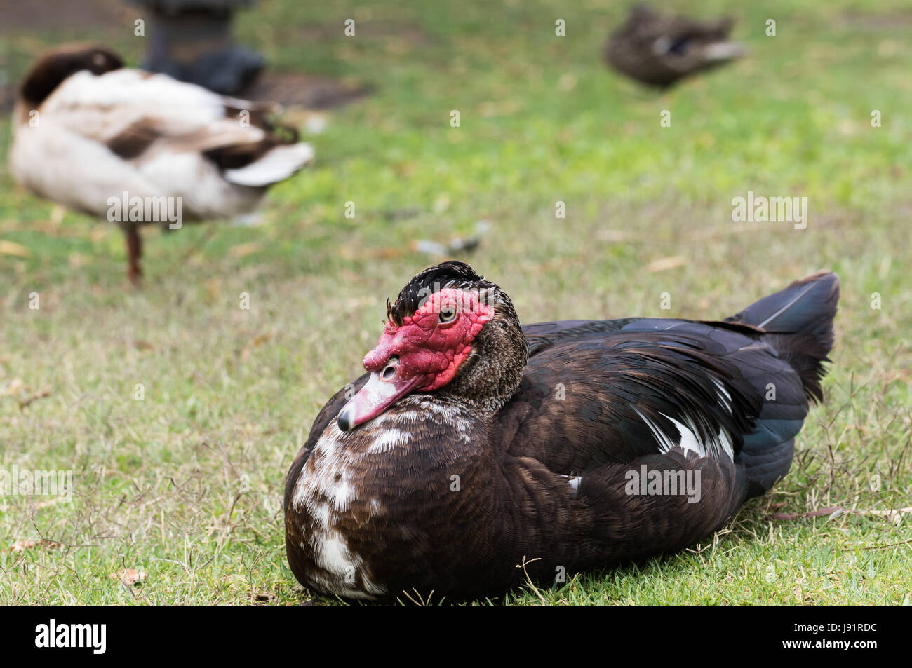 Close up of a Muscovy duck Stock Photo