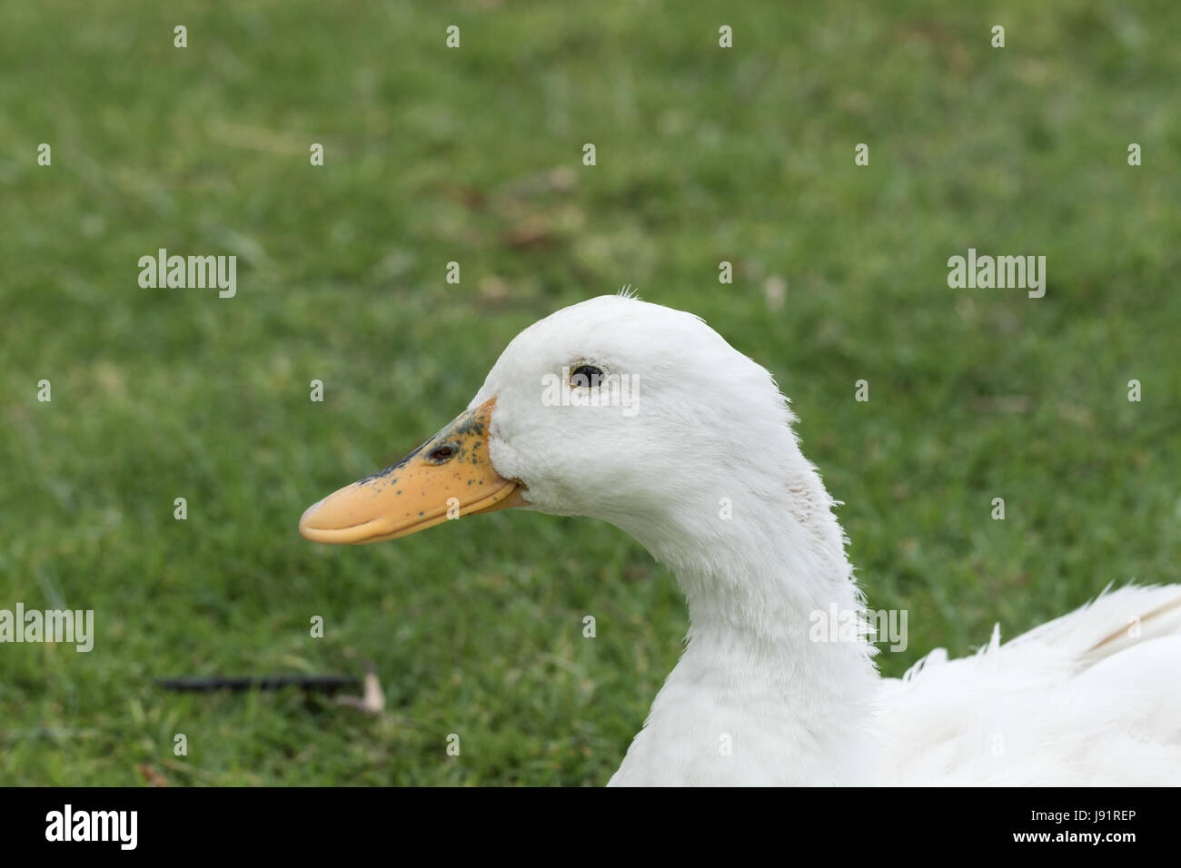 White Duck Stock Photo Alamy