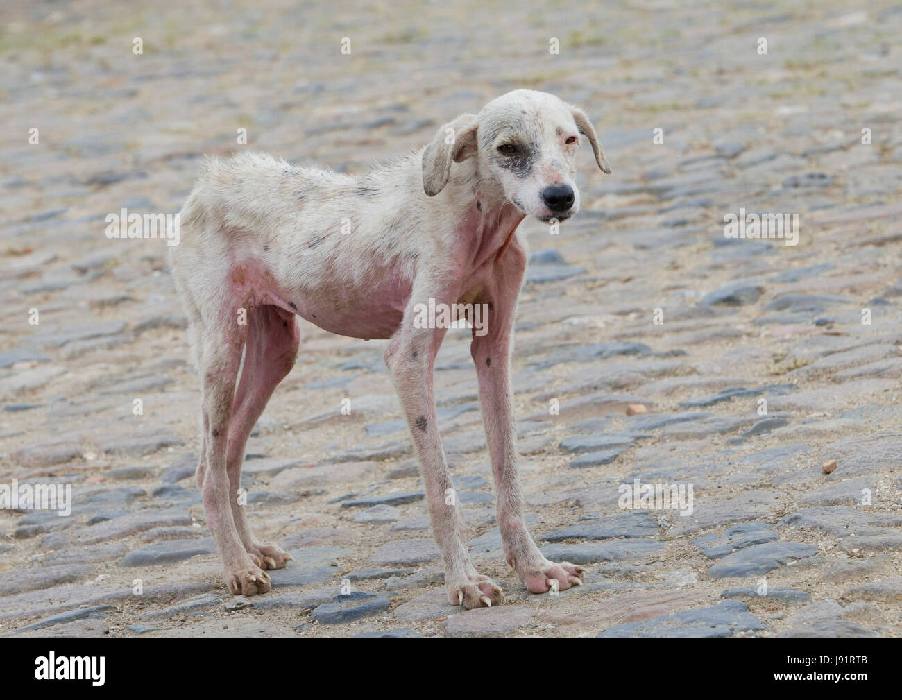 Gaunt dog hi-res stock photography and images - Alamy Gaunt dog hi-res stock photography and images - Alamy