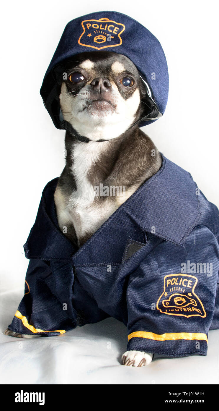 police dog, dog, dogs, puppy, law, police dog, police officer, puppies,  whelps Stock Photo - Alamy