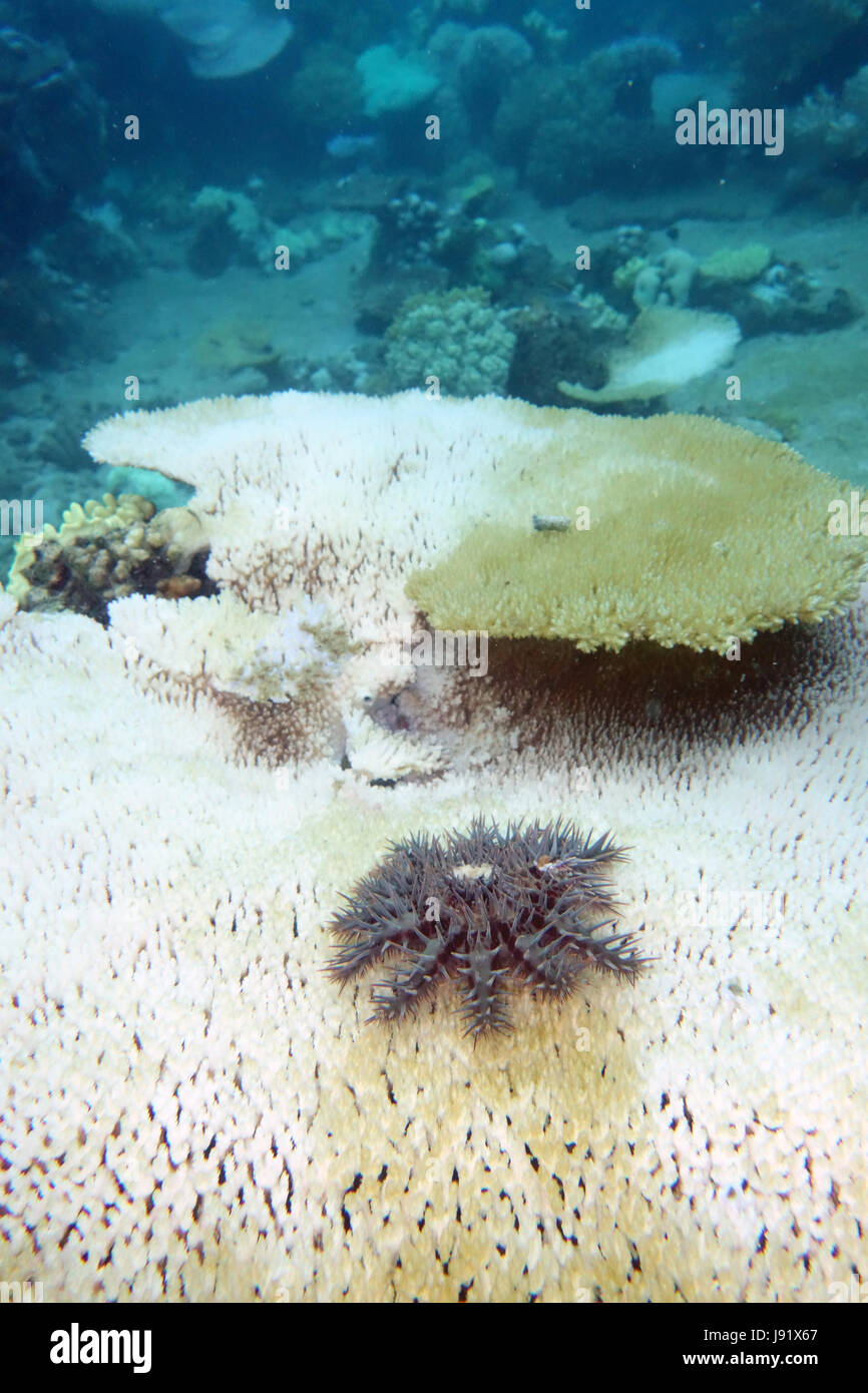Crown-of-thorns starfish (Acanthaster planci) on recently bleached and dying Acroporid coral, Great Barrier Reef, Queensland, Australia Stock Photo