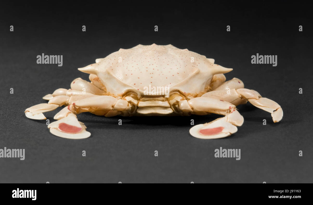 moon crab in dark back Stock Photo