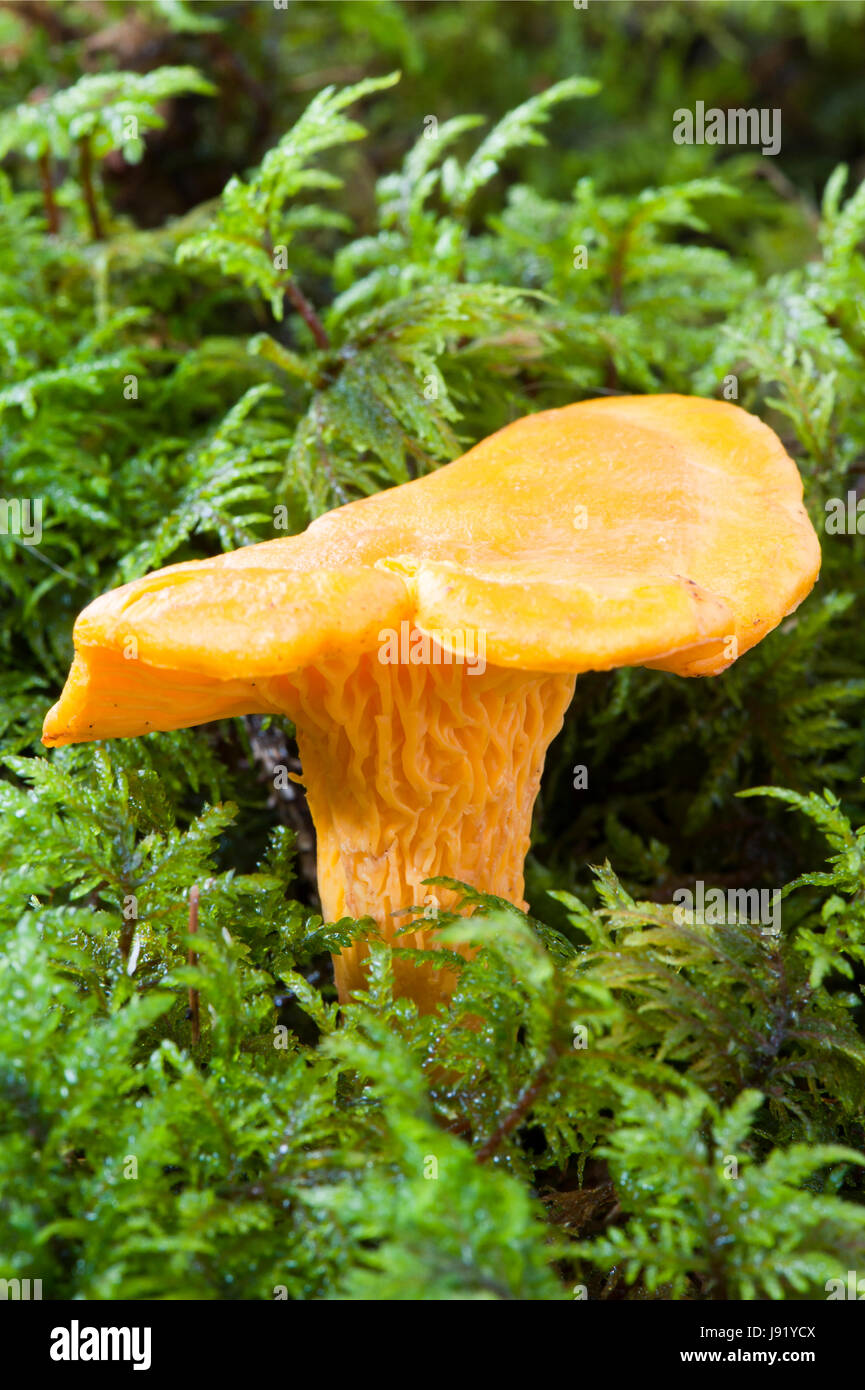 food, aliment, wood, boil, cooks, boiling, cooking, diet, moss