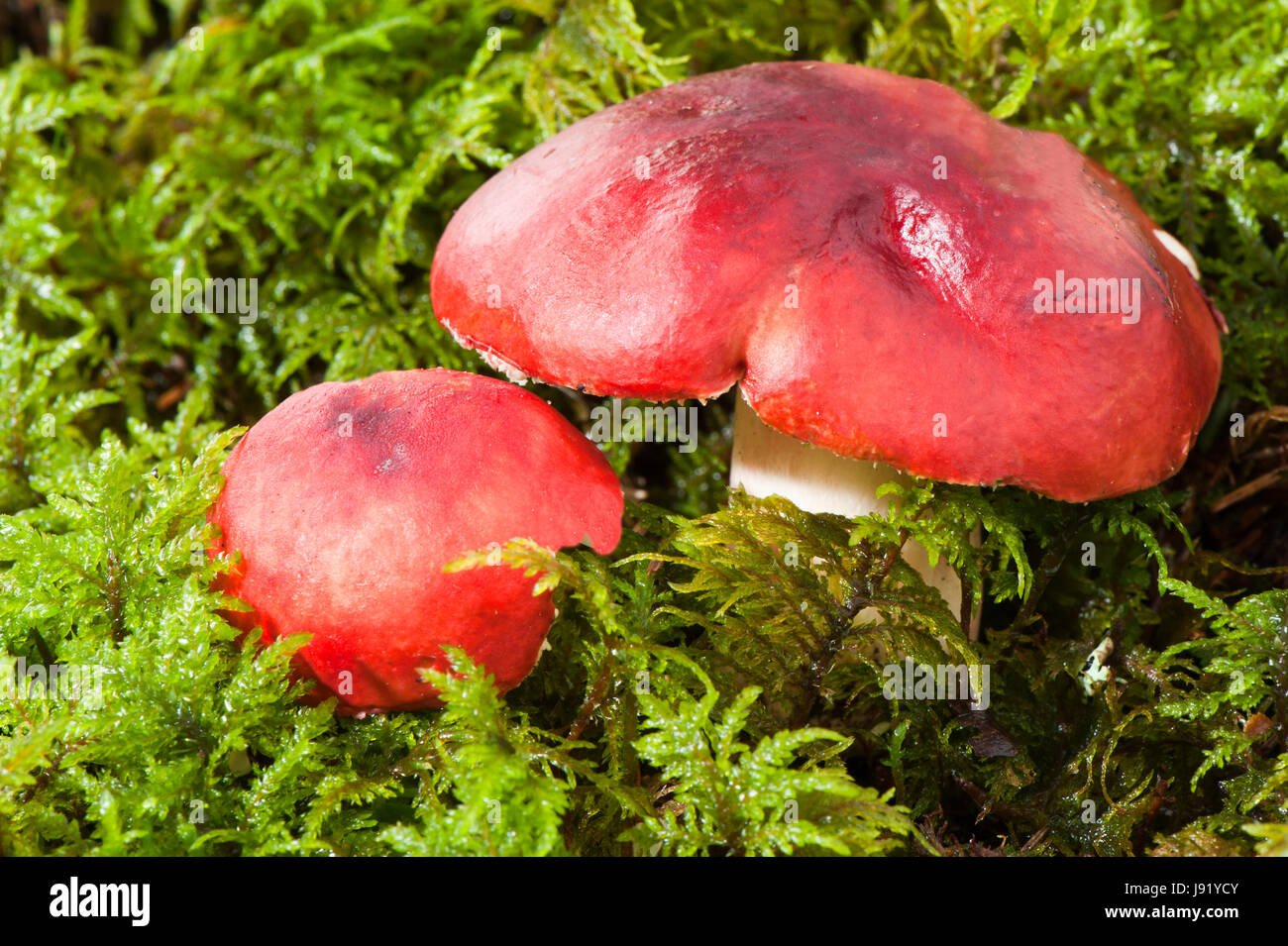 food, aliment, wood, boil, cooks, boiling, cooking, diet, moss