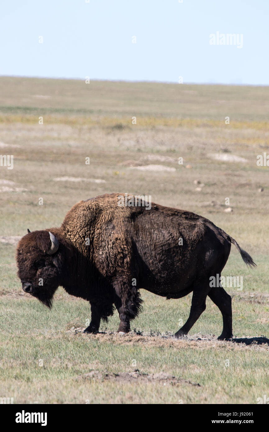 Bison eating grass in South Dakota Stock Photo Alamy