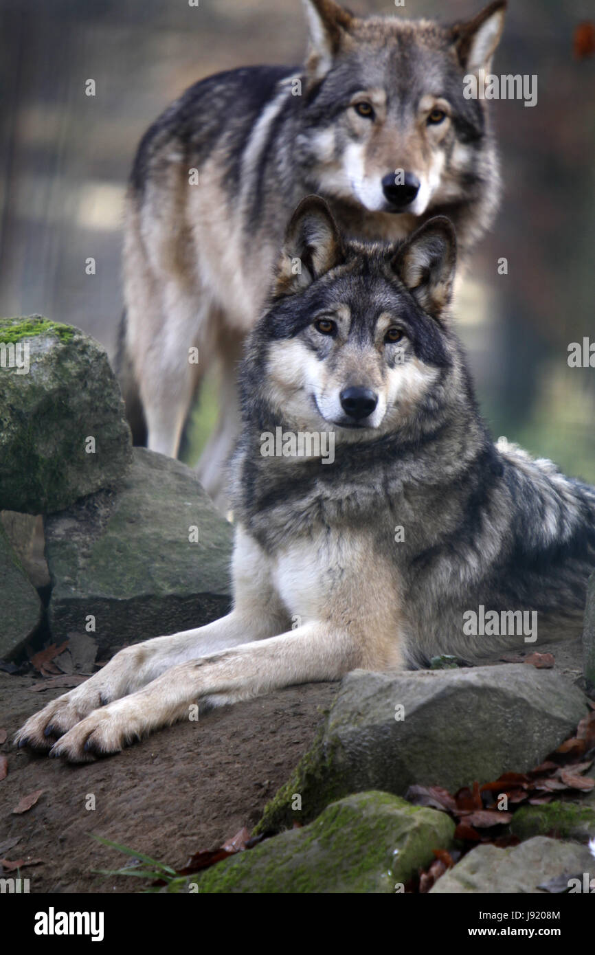Real Timberwolf Timberwlfe hi-res stock photography and images - Alamy