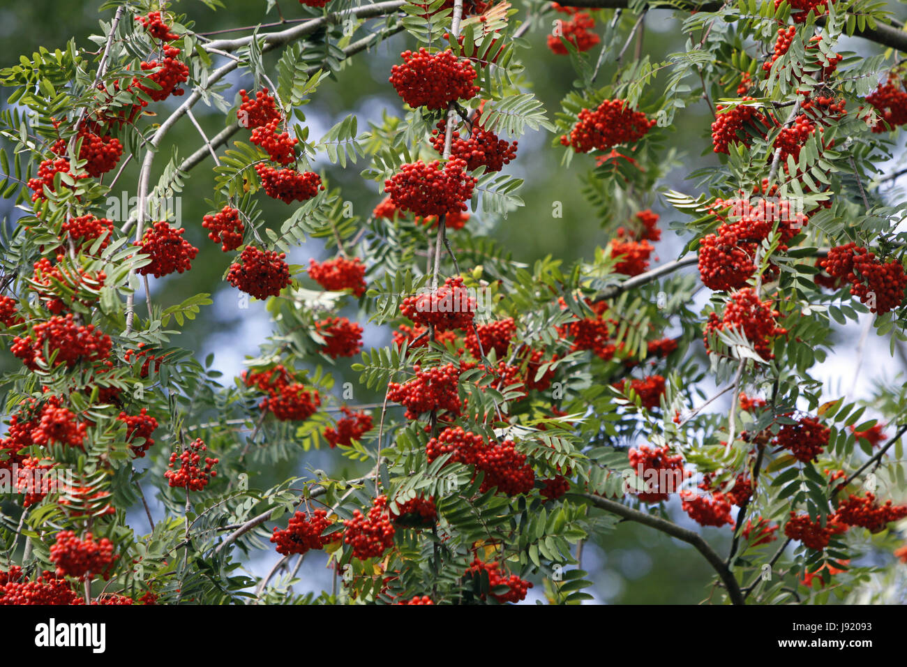 berries, rowan berries, ruddiness, rowan, red, tree, berries, rowan berries, Stock Photo