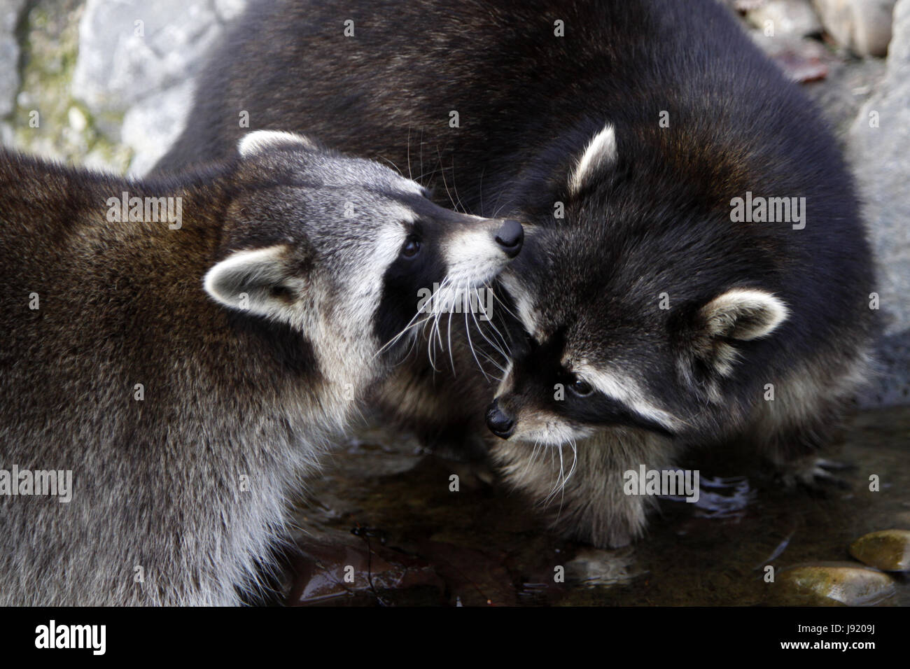 mammal, bear, raccoon, coon, raccoons, washable, two, fight, fighting, animal Stock Photo Alamy