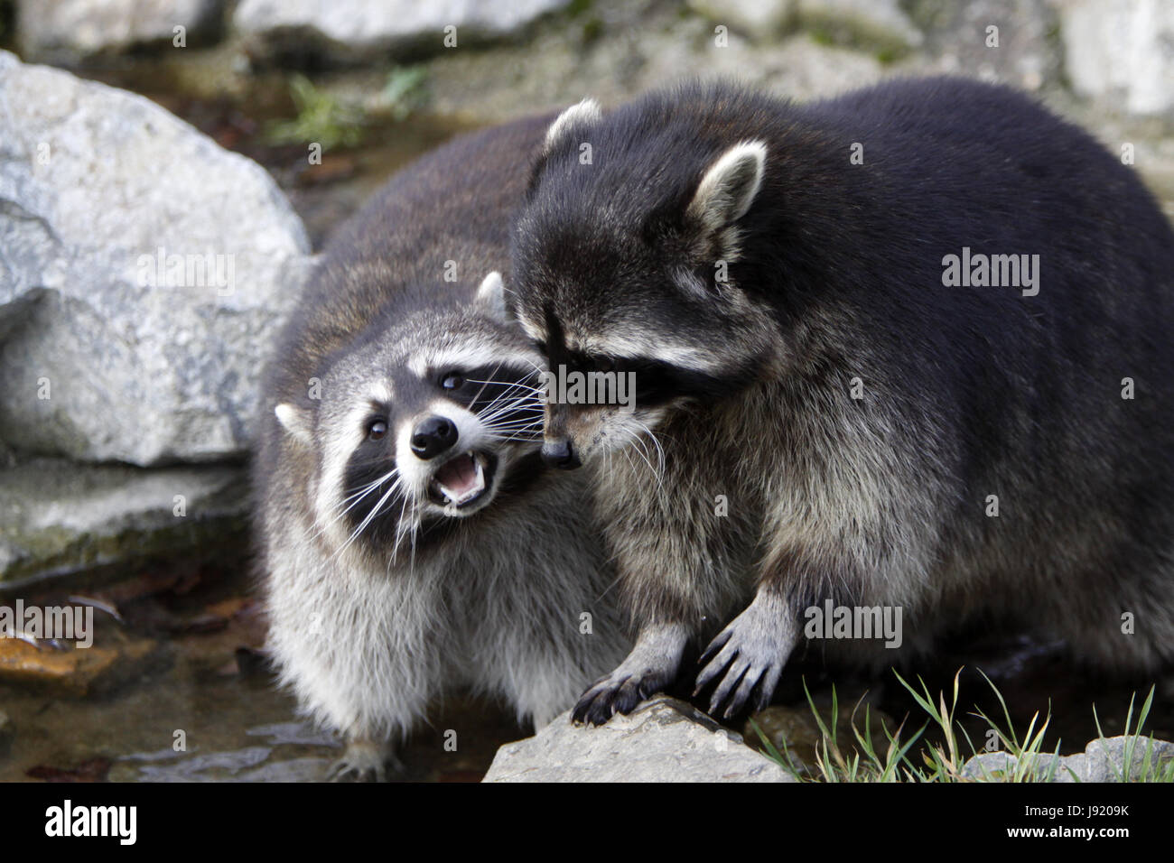 mammal, bear, raccoon, coon, raccoons, washable, two, fight, fighting, animal Stock Photo Alamy
