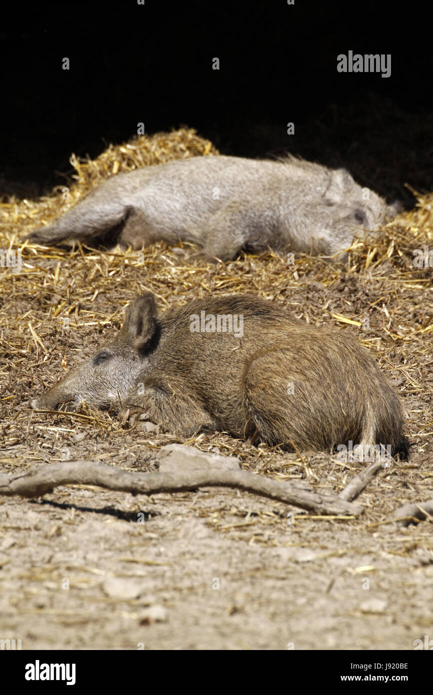 sleeping wild boars in the straw Stock Photo