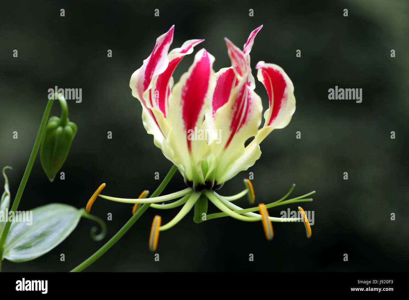 climbing plant, decorative plant, bloom, blossom, flourish, flourishing, Stock Photo