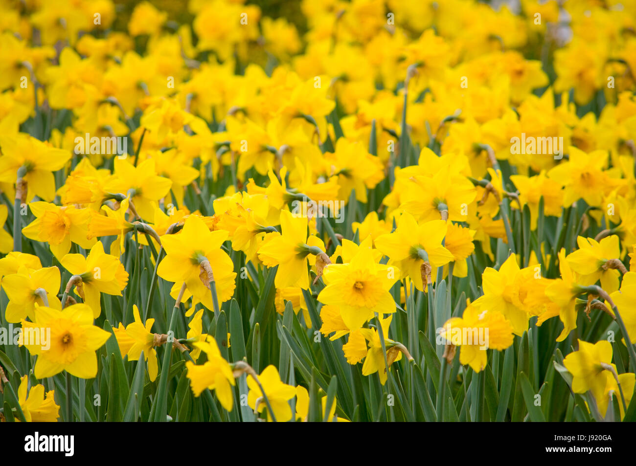 The blooming of the annual tulips and daffodils in Niagara Falls, Ontario, Canada Stock Photo