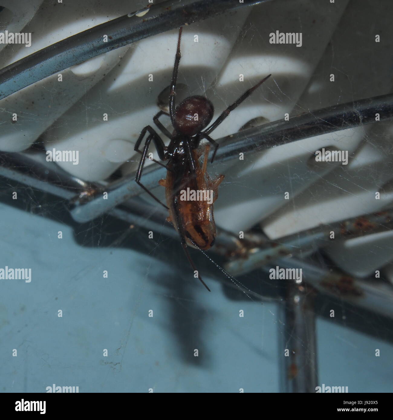 Spider webs caught the cockroach, kill it and eat it. Macro Stock Photo ...