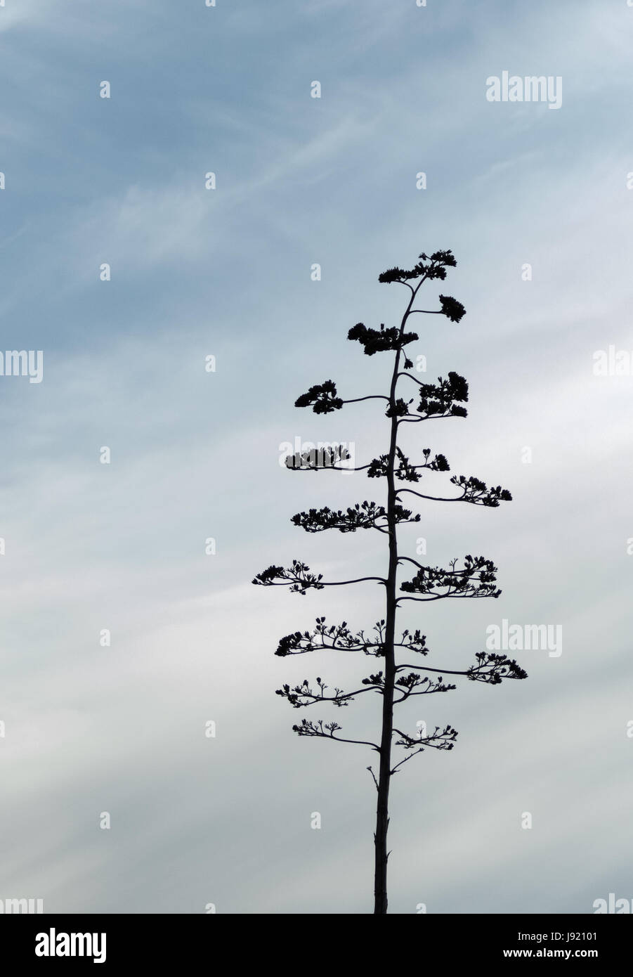 Tree flower silhouette hi-res stock photography and images - Alamy