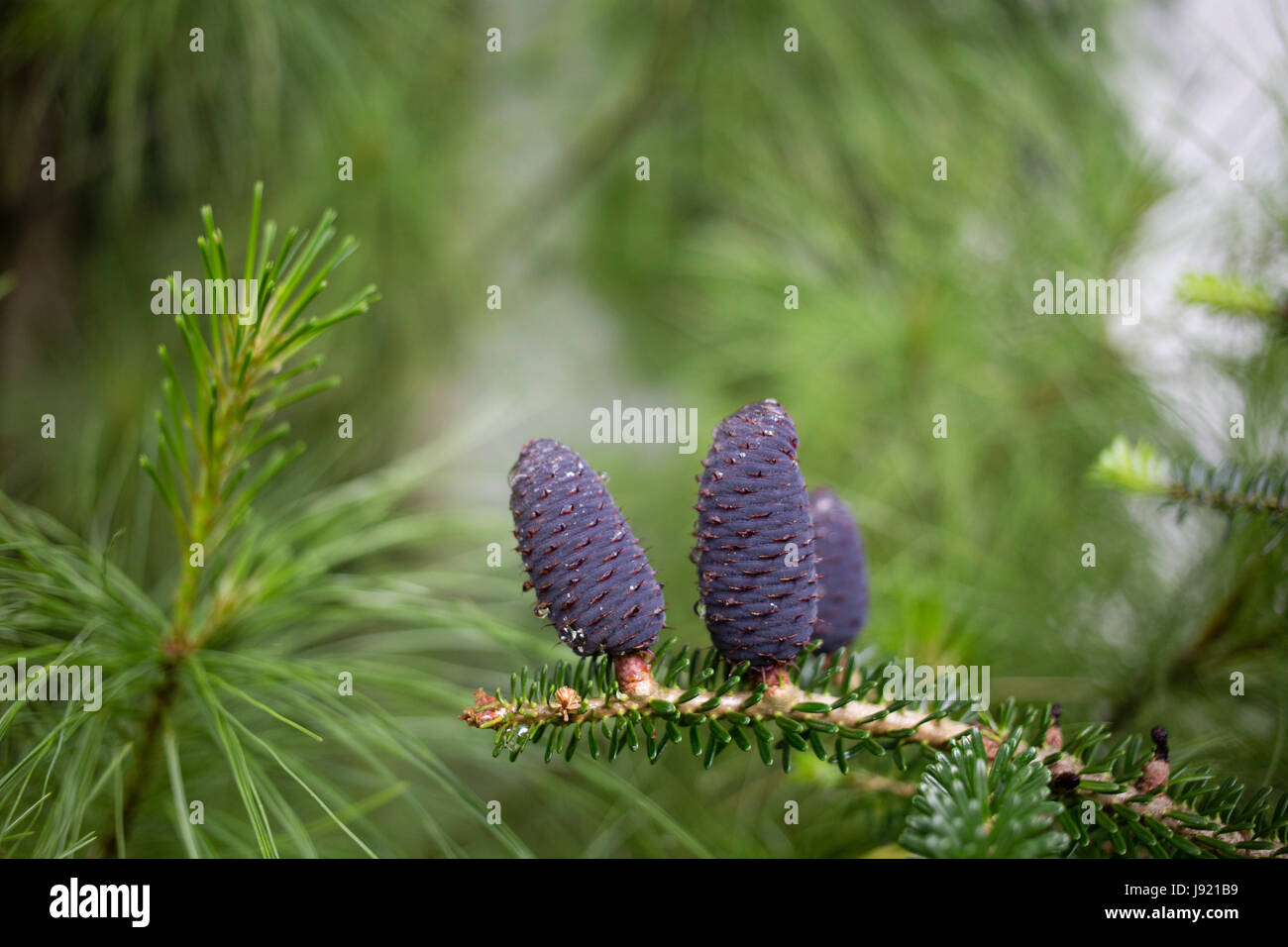 Cones of Abies Koreana. Beautiful color Christmas Korean Fir cone on green branches. Stock Photo