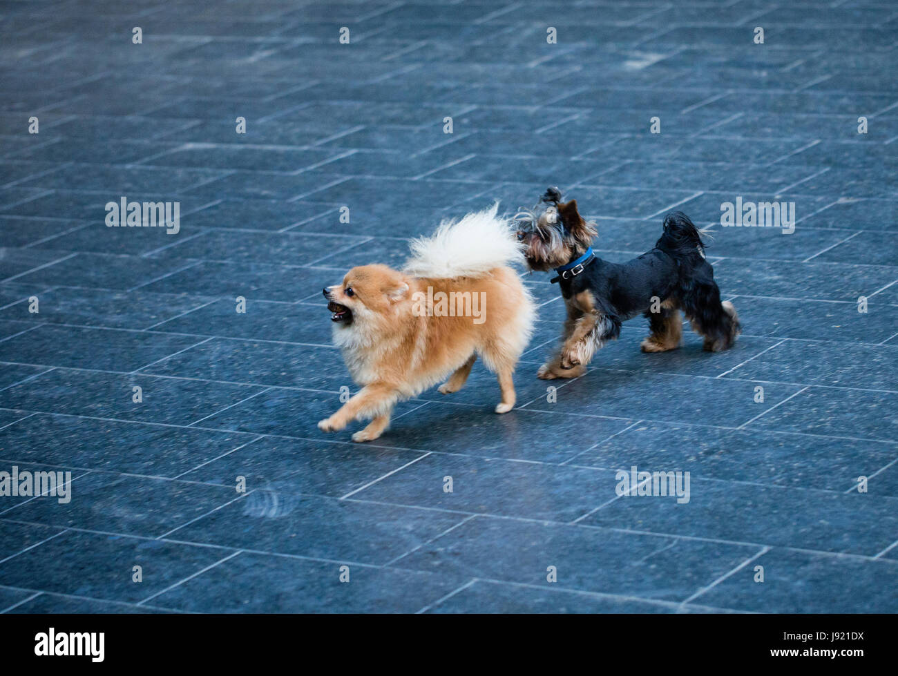 Two beautiful dogs. They are playing at the idle fountain. Stock Photo