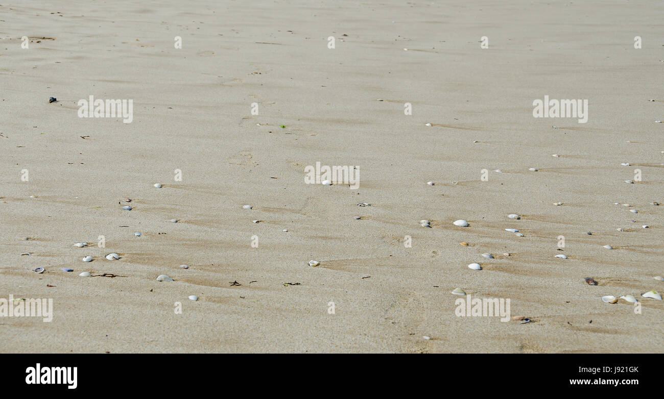 Many type of sea shells on the beach sand, Black Sea shore, texture outdoor Stock Photo