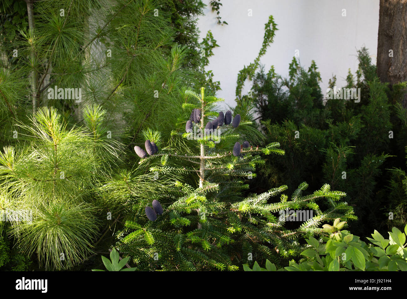 Cones of Abies Koreana. Beautiful color Christmas Korean Fir cone on green branches. Stock Photo