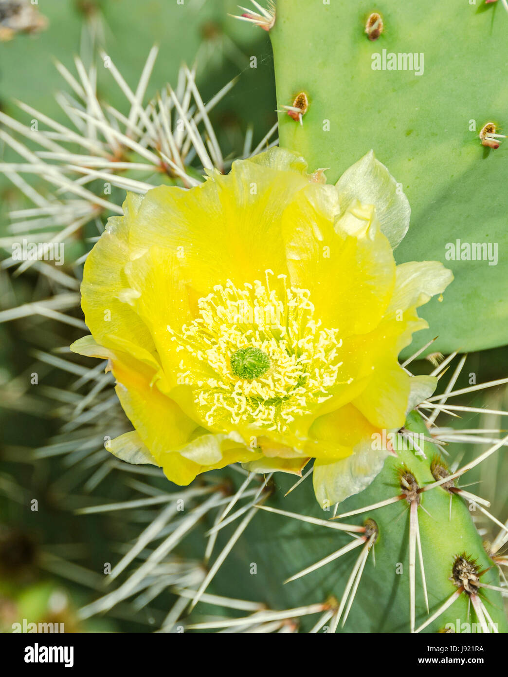 Devils tongue cactus hi-res stock photography and images - Alamy